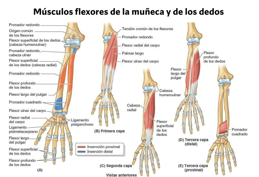 Músculos anterior del antebrazo