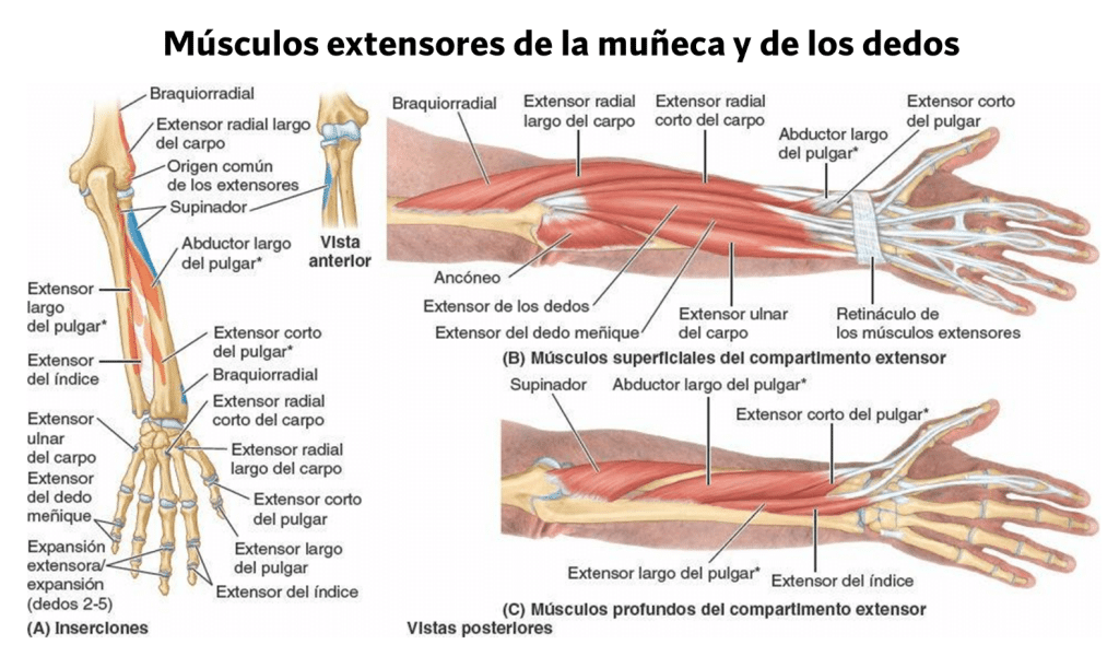 Músculos posterior del antebrazo