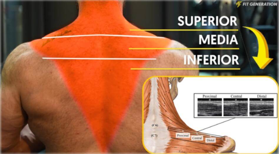 Anatomía del trapecio y fibras