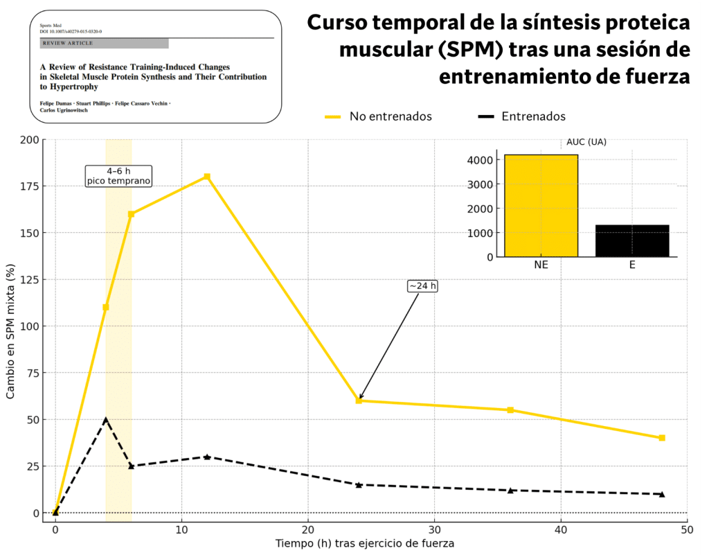 Cambio en síntesis proteica muscular