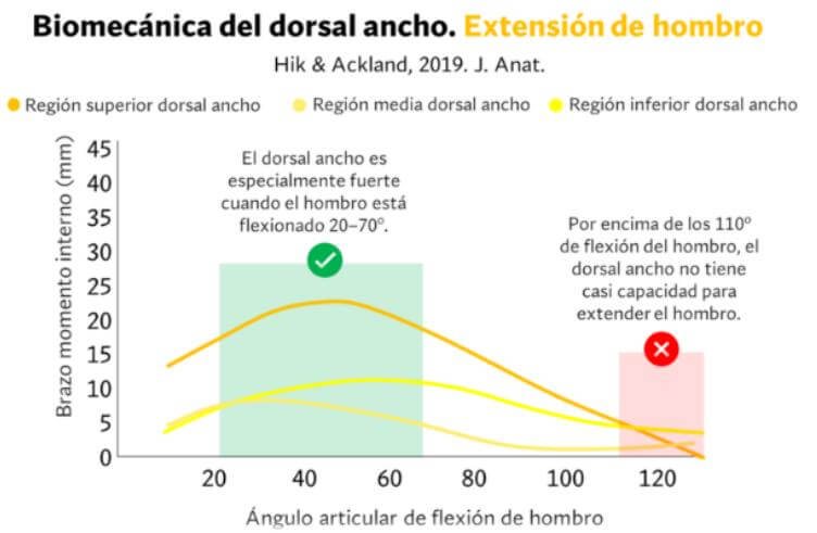 Extensión de hombro del dorsal ancho